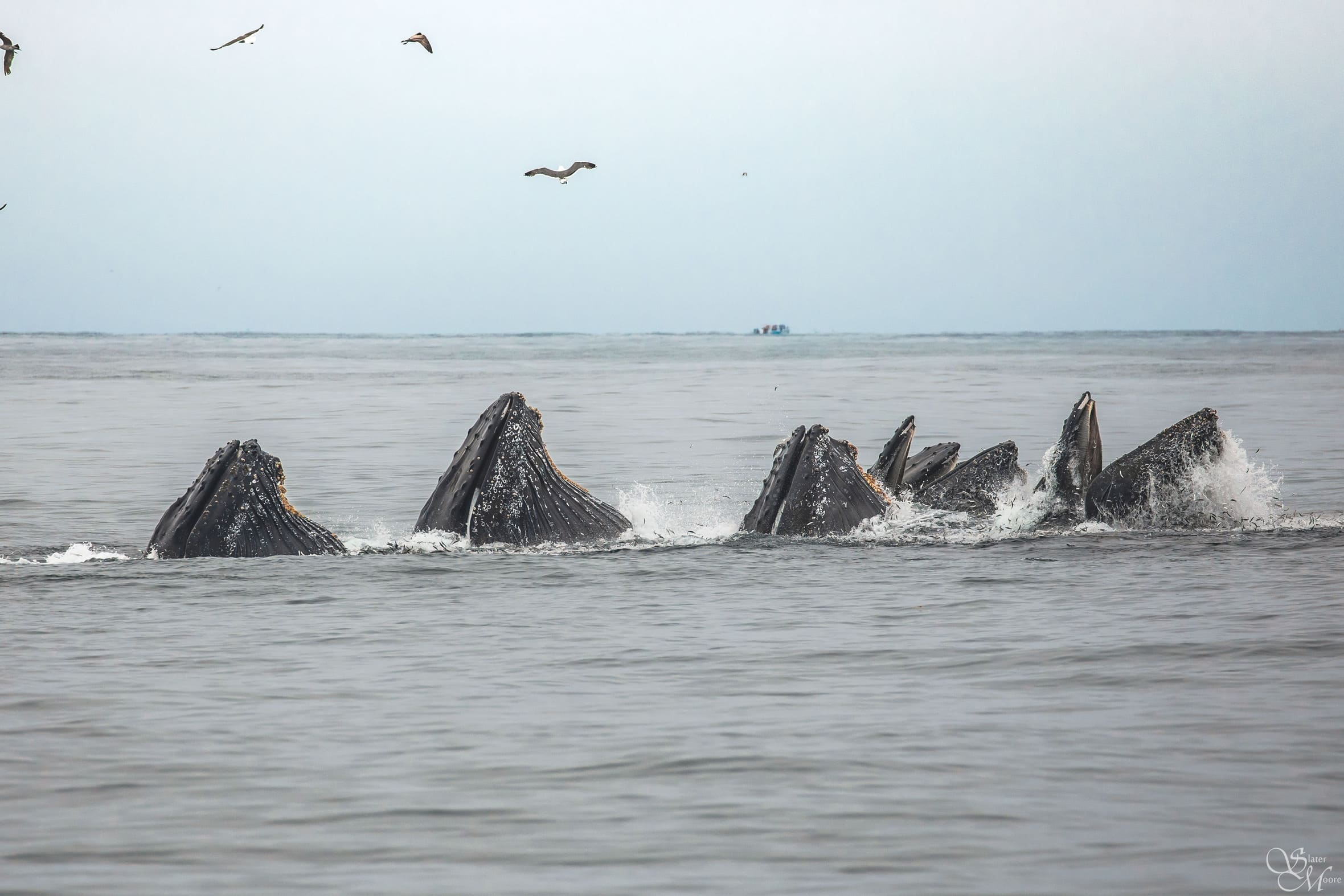 Home – Discovery Whale Watch – Monterey Whale Watching – Monterey Bay