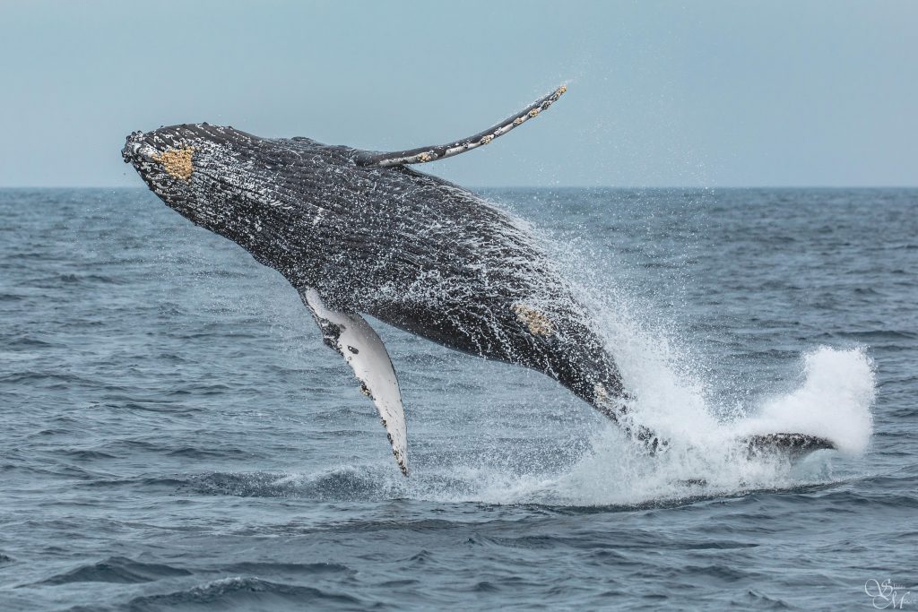 flying humpback whale – Discovery Whale Watch