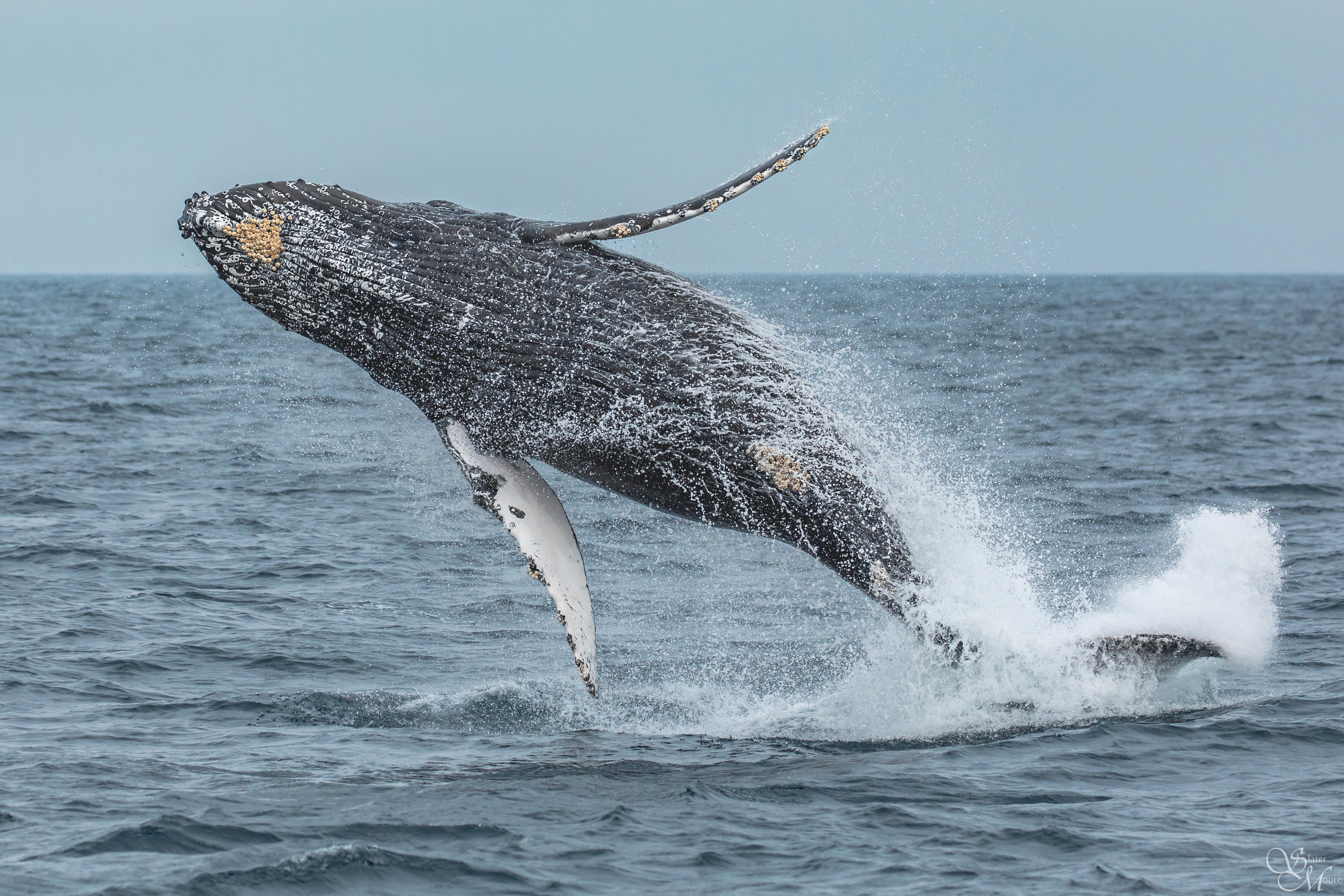 Flying Humpback Whale – Discovery Whale Watch