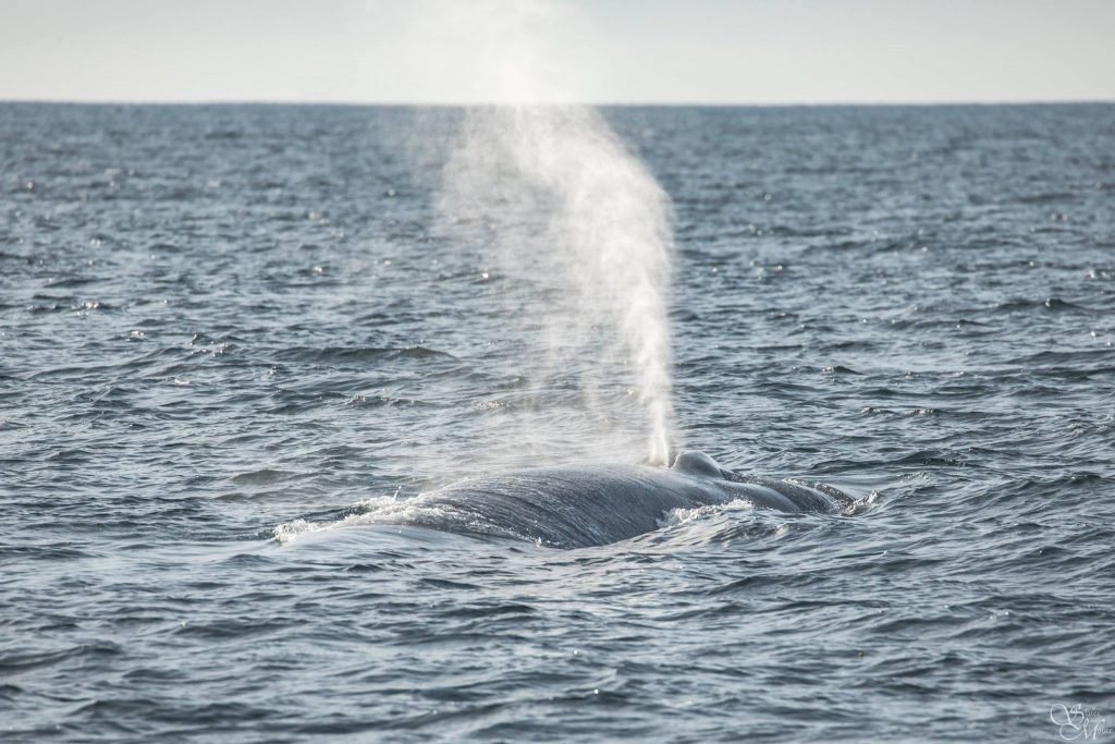 Blue Whales continue in to Thanksgiving