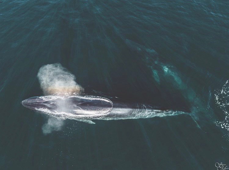Blue Whales and Fin Whales in November?!