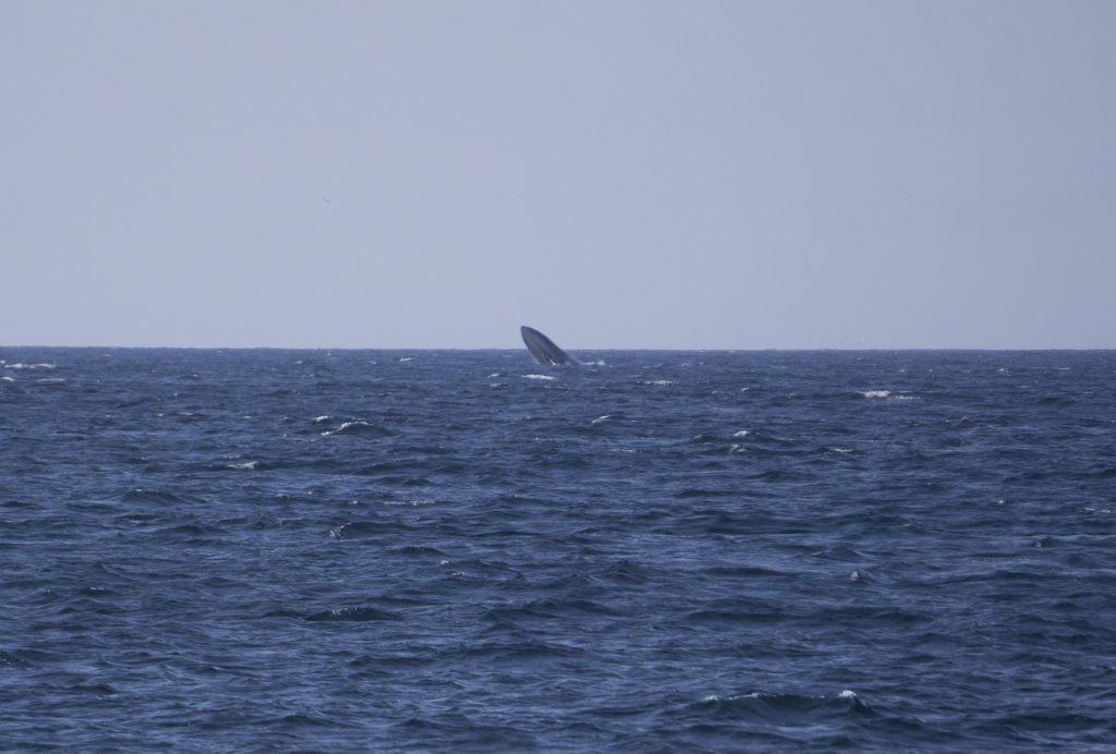 Breaching Blue Whales for New Years!