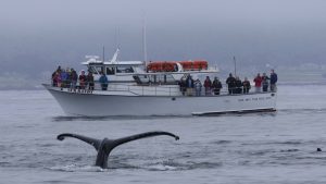 Our Boats – Discovery Whale Watch – Monterey Bay, Santa Cruz, San ...