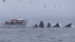 Our Boats – Discovery Whale Watch – Monterey Bay, Santa Cruz, San ...