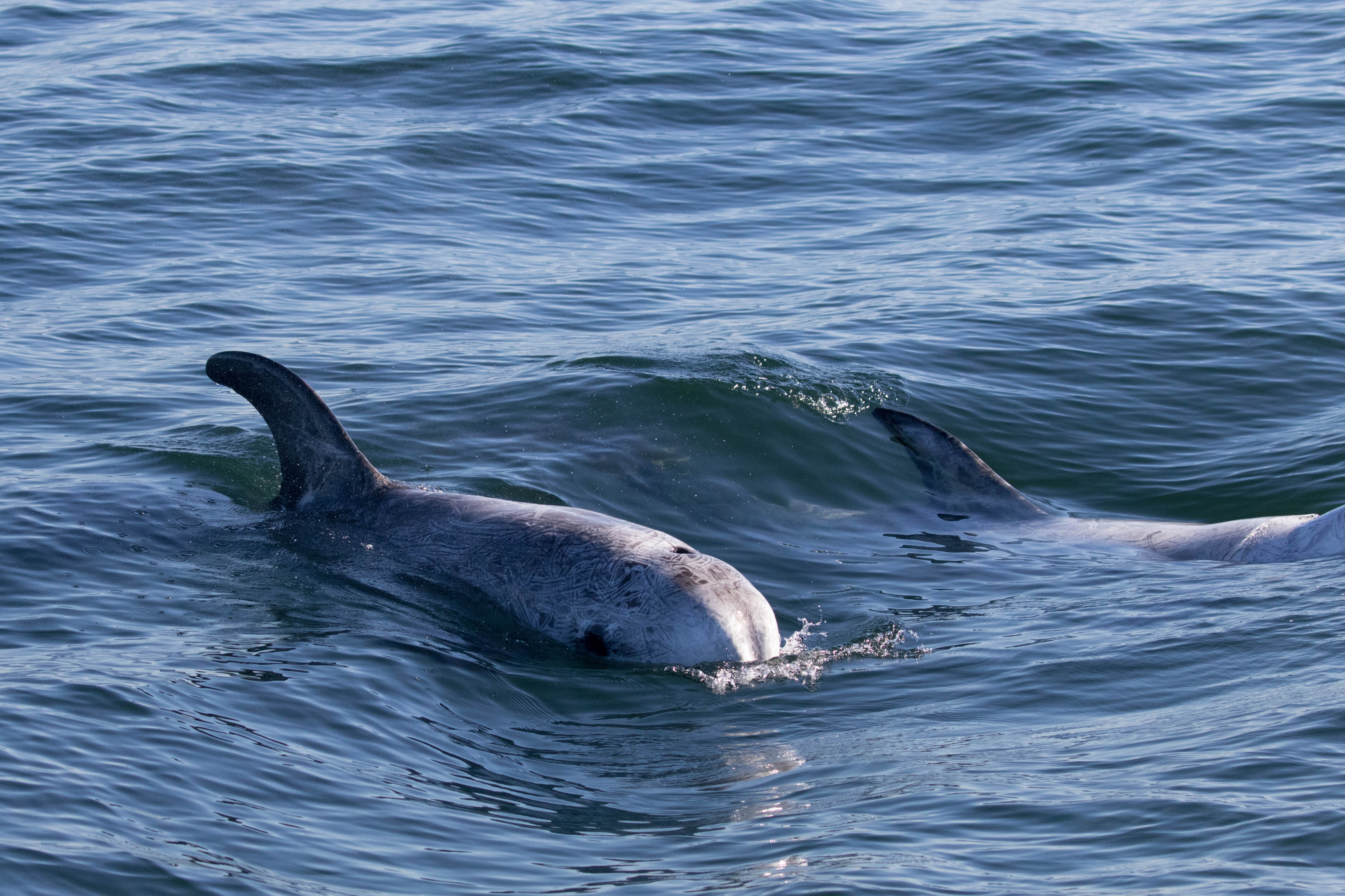 Risso's Dolphin – Discovery Whale Watch