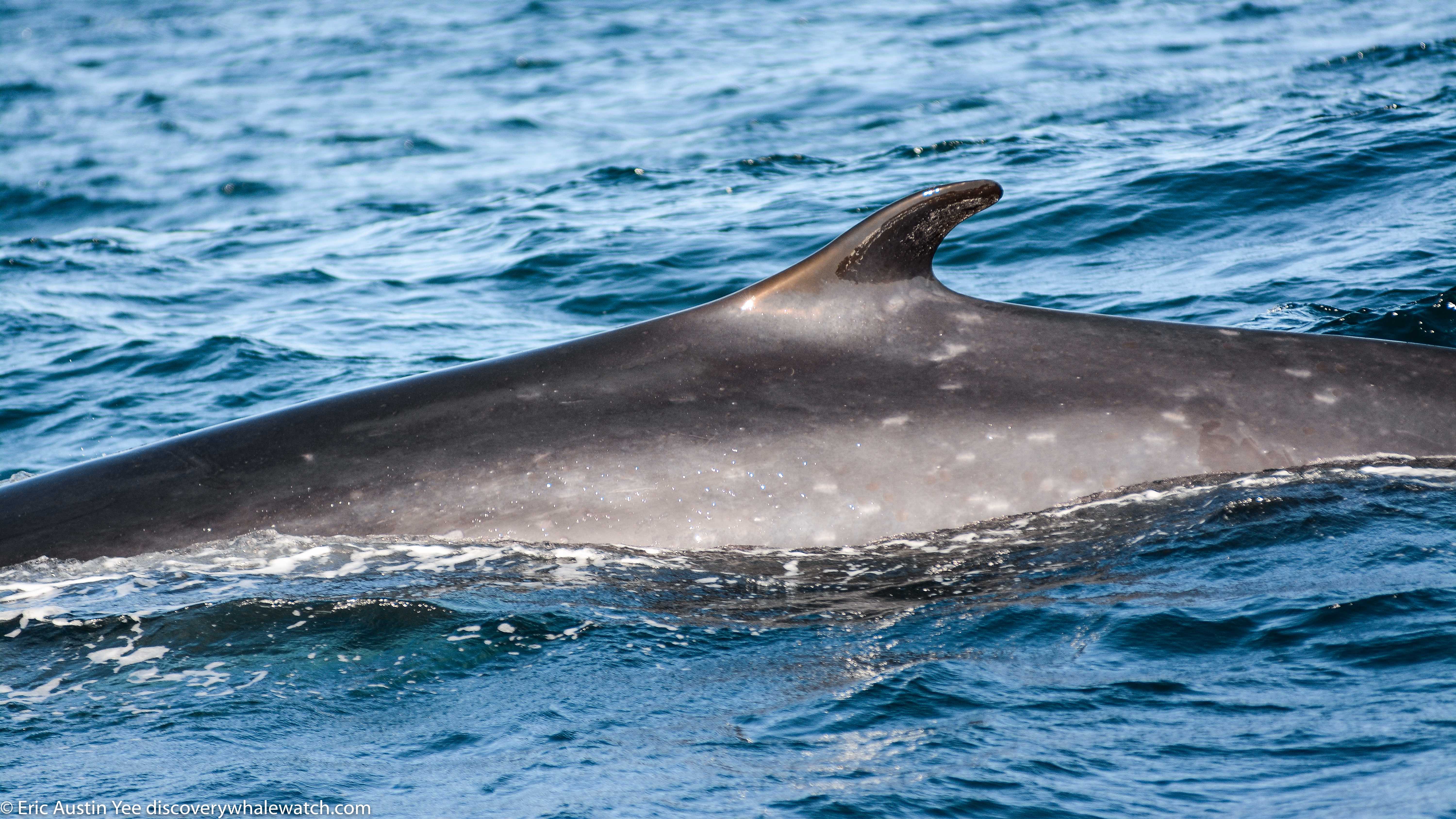 DSC_1187 – Discovery Whale Watch