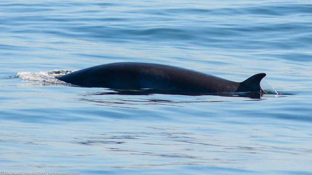 October 14th 2019 - Big Blue Whale, Little Minke Whale and an Albino ...