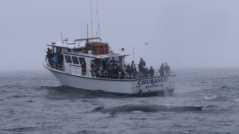 Our Boats – Discovery Whale Watch – Monterey Bay, Santa Cruz, San ...