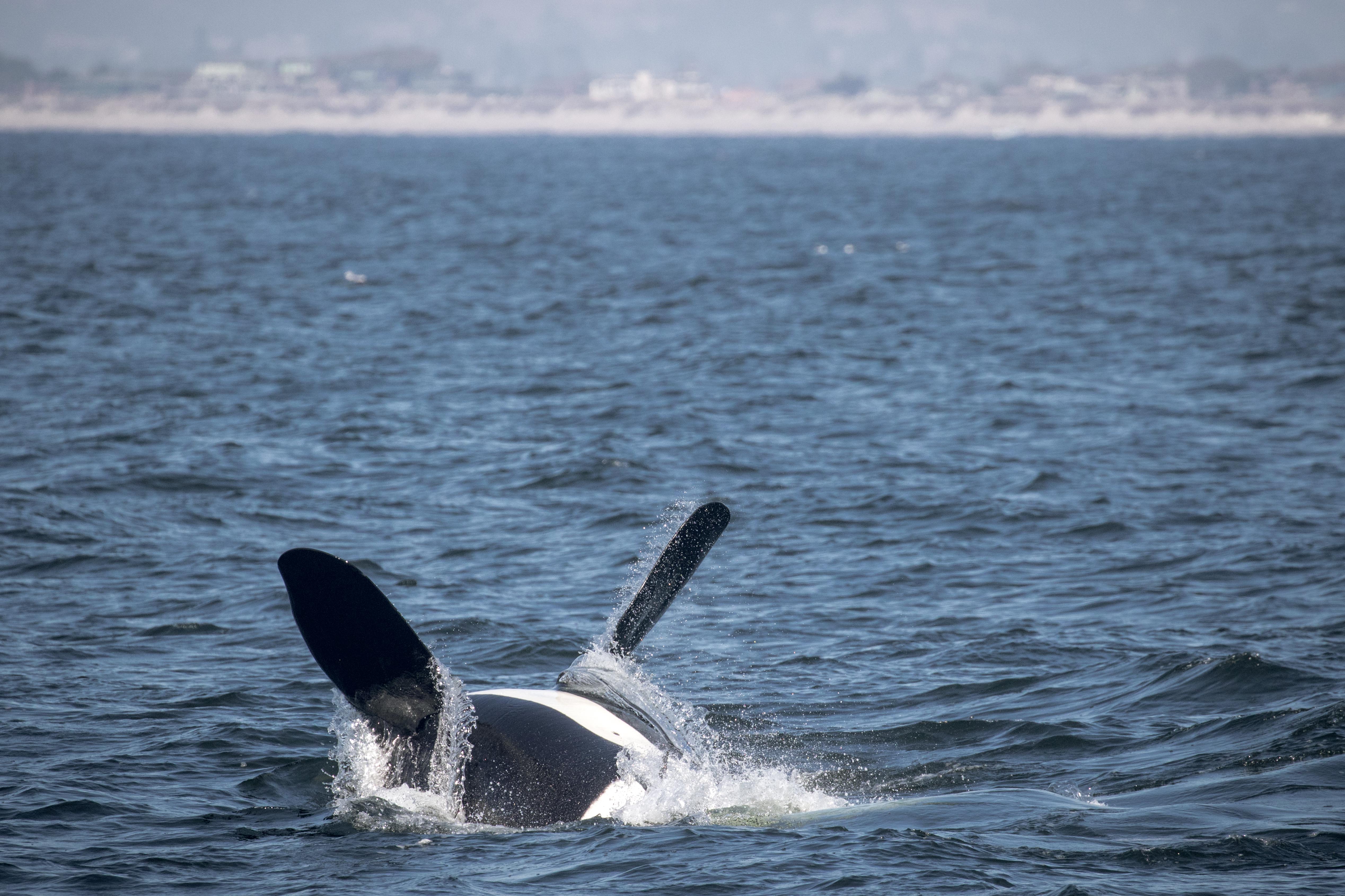 orca whales jumping