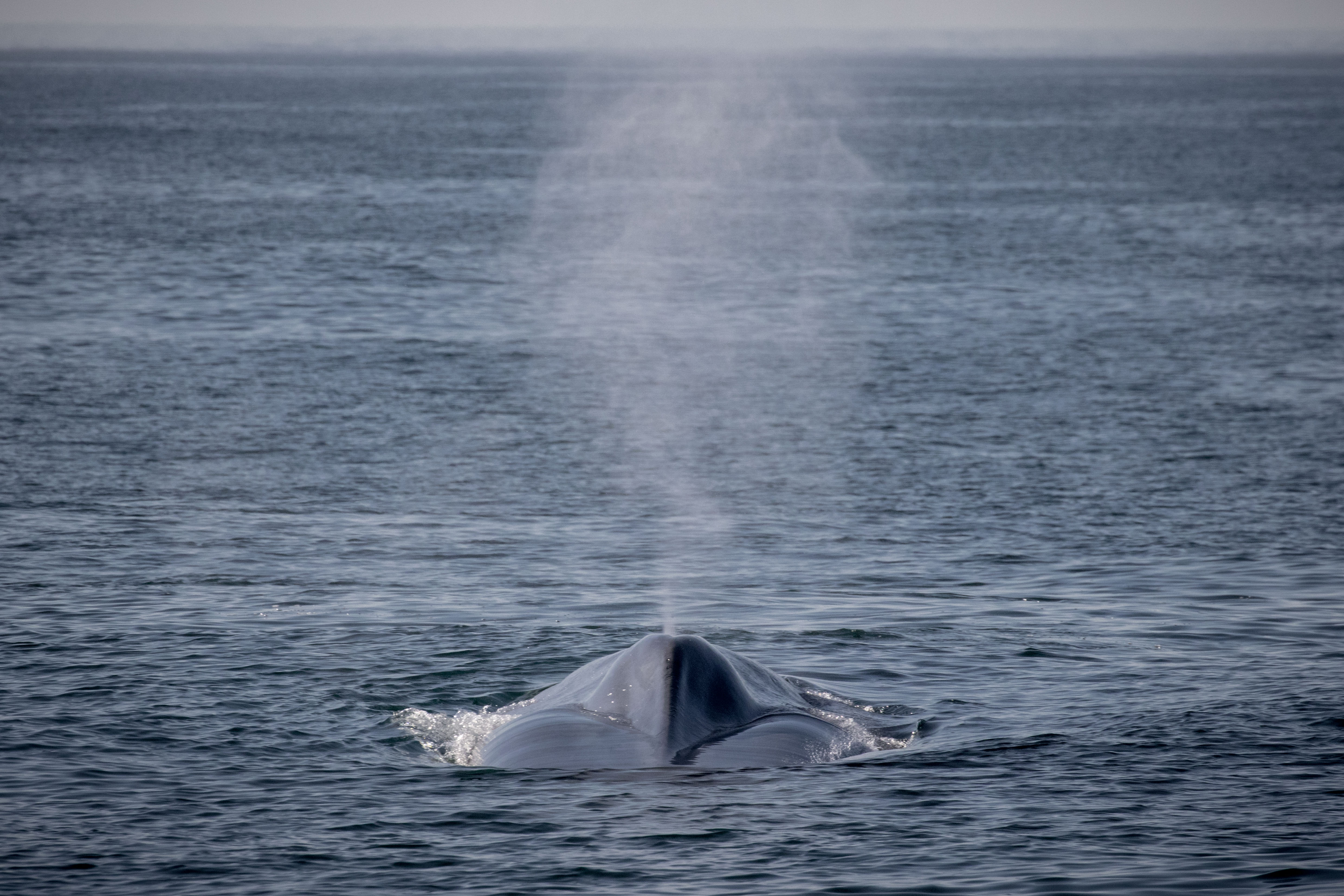 blog 10.30.19-7 – Discovery Whale Watch