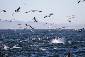 Flying fish a fascinating sight