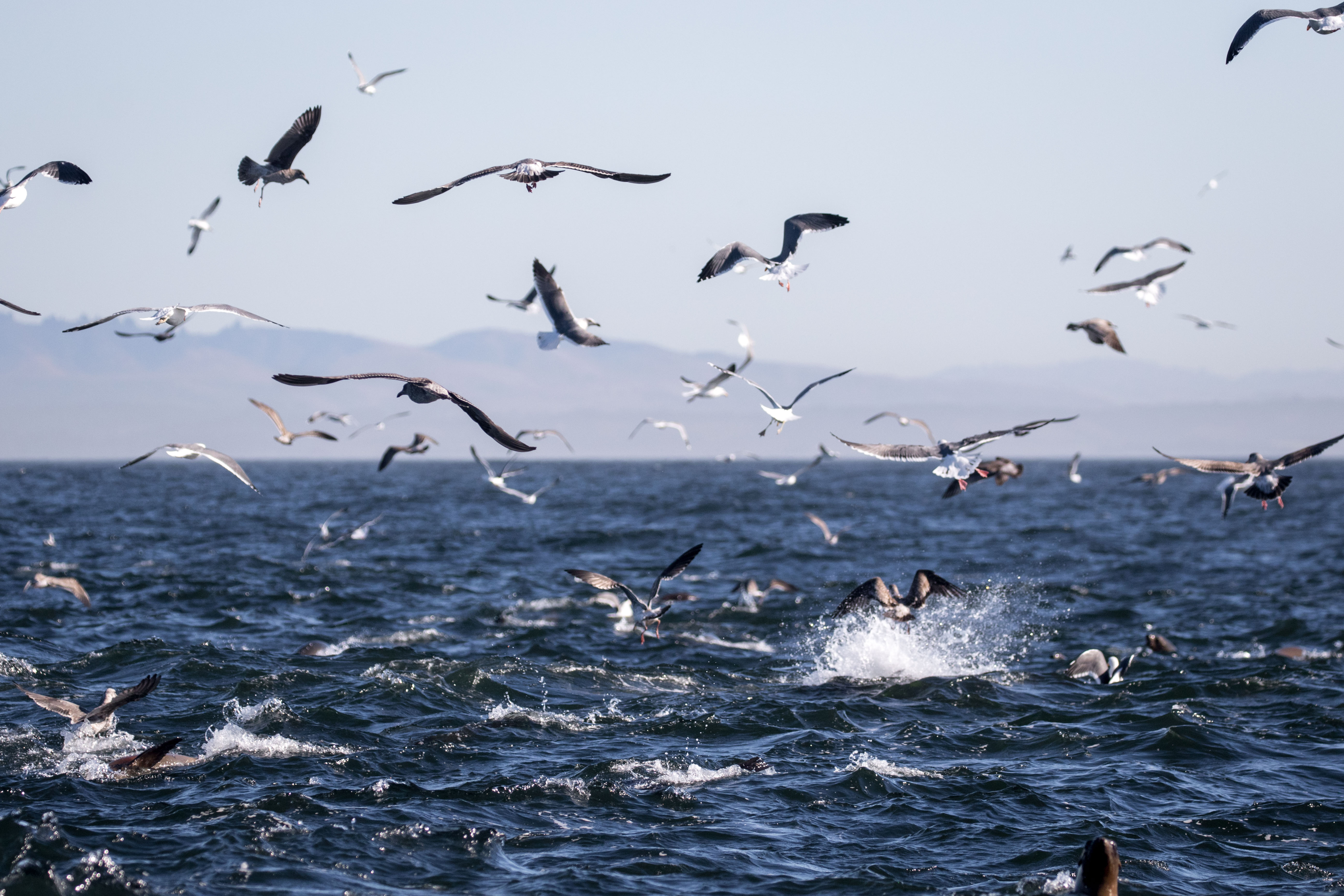 October 22nd - Feeding Frenzies with Seabirds, Sea Lions, and