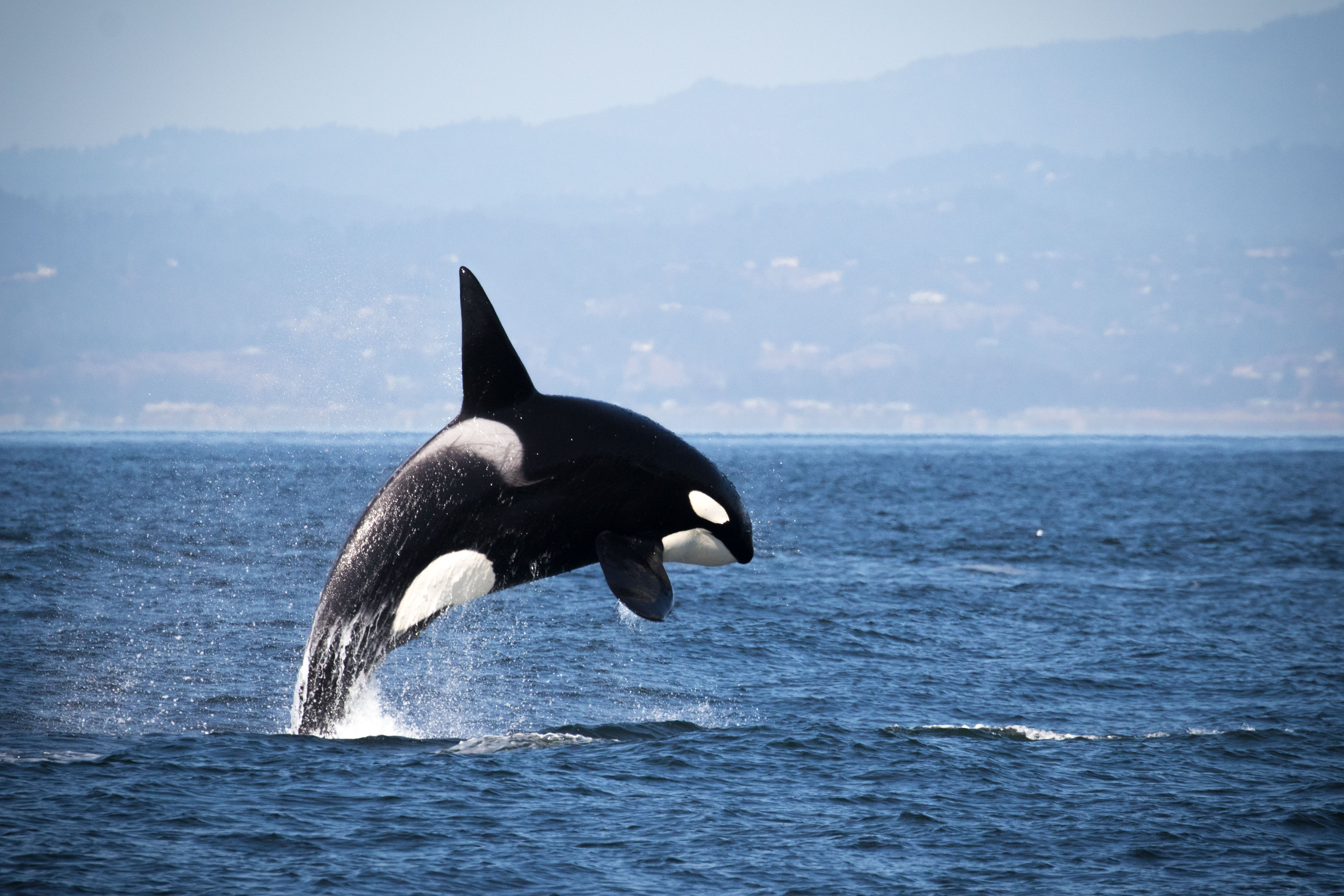 killer whale eating sea lion