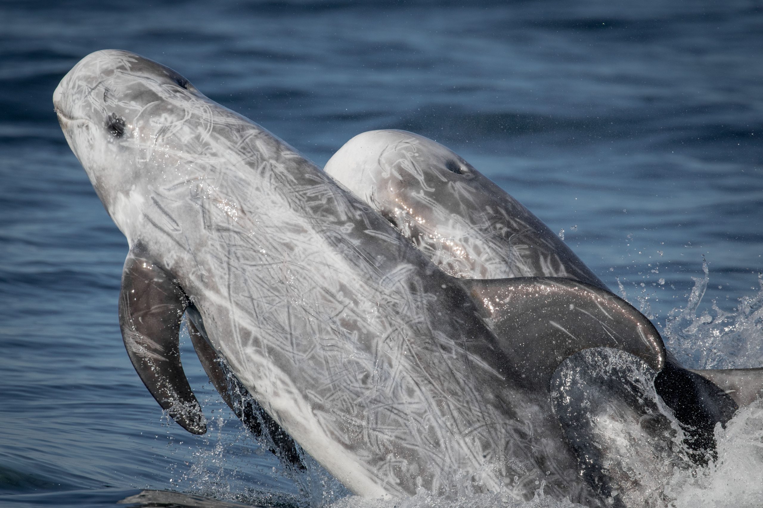 7 things you never knew about the Risso's dolphin - Discover Wildlife