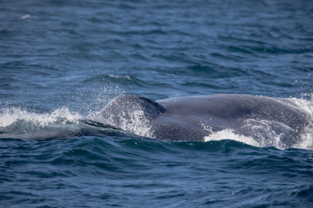 November 3 - Big, Tall, Blue Whale Flukes!!! – Discovery Whale Watch