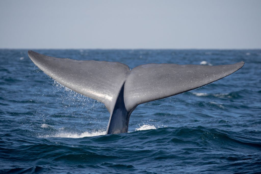 How Tall Blue Whale