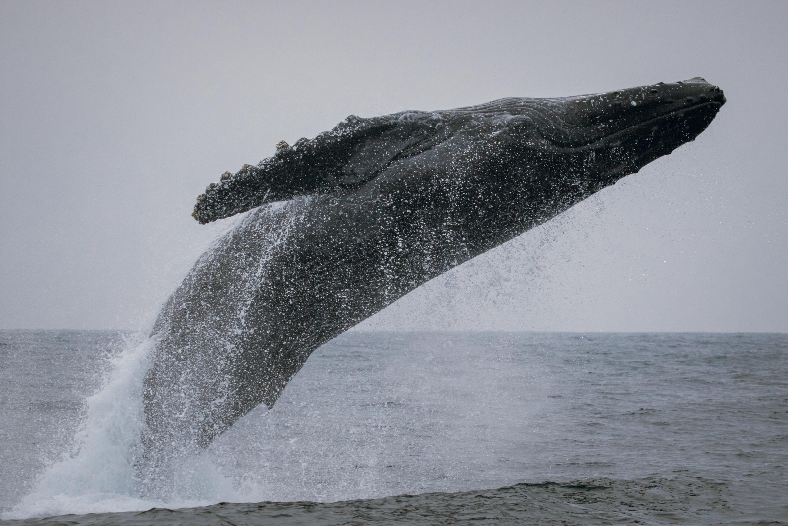 fin whale breaching