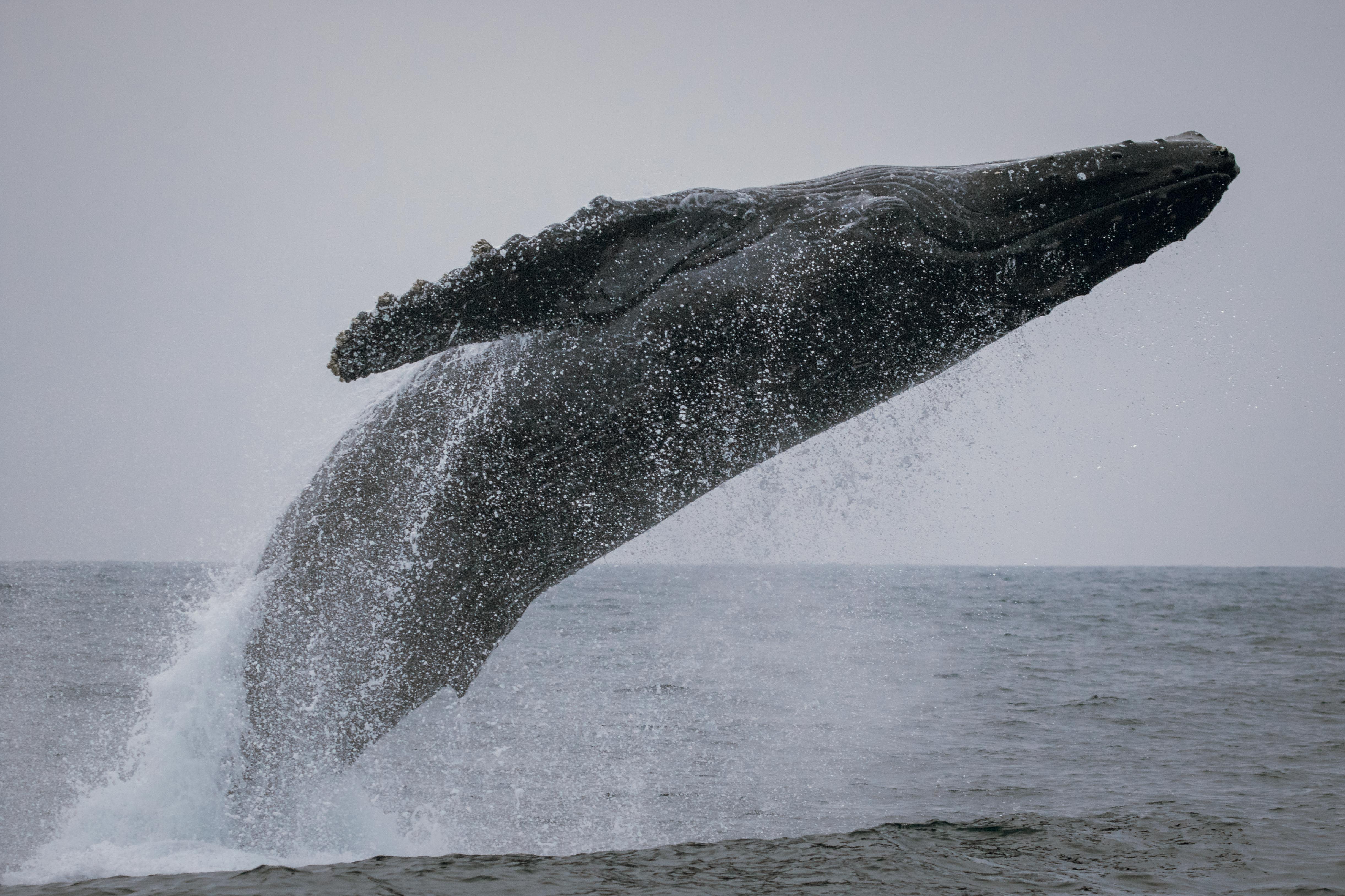 Fin Whale Vs Blue Whale