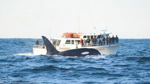 which whale watching tour