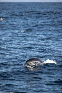 19 December - A nice group of Humpback Whales and 1000 Dolphins! –  Discovery Whale Watch