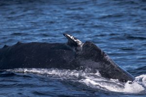 19 December - A nice group of Humpback Whales and 1000 Dolphins! –  Discovery Whale Watch