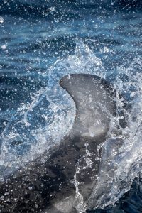 19 December - A nice group of Humpback Whales and 1000 Dolphins! –  Discovery Whale Watch