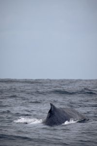 19 December - A nice group of Humpback Whales and 1000 Dolphins! –  Discovery Whale Watch