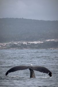 19 December - A nice group of Humpback Whales and 1000 Dolphins! –  Discovery Whale Watch