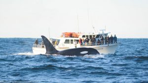 Our Boats Discovery Whale Watch Monterey Bay Santa Cruz San