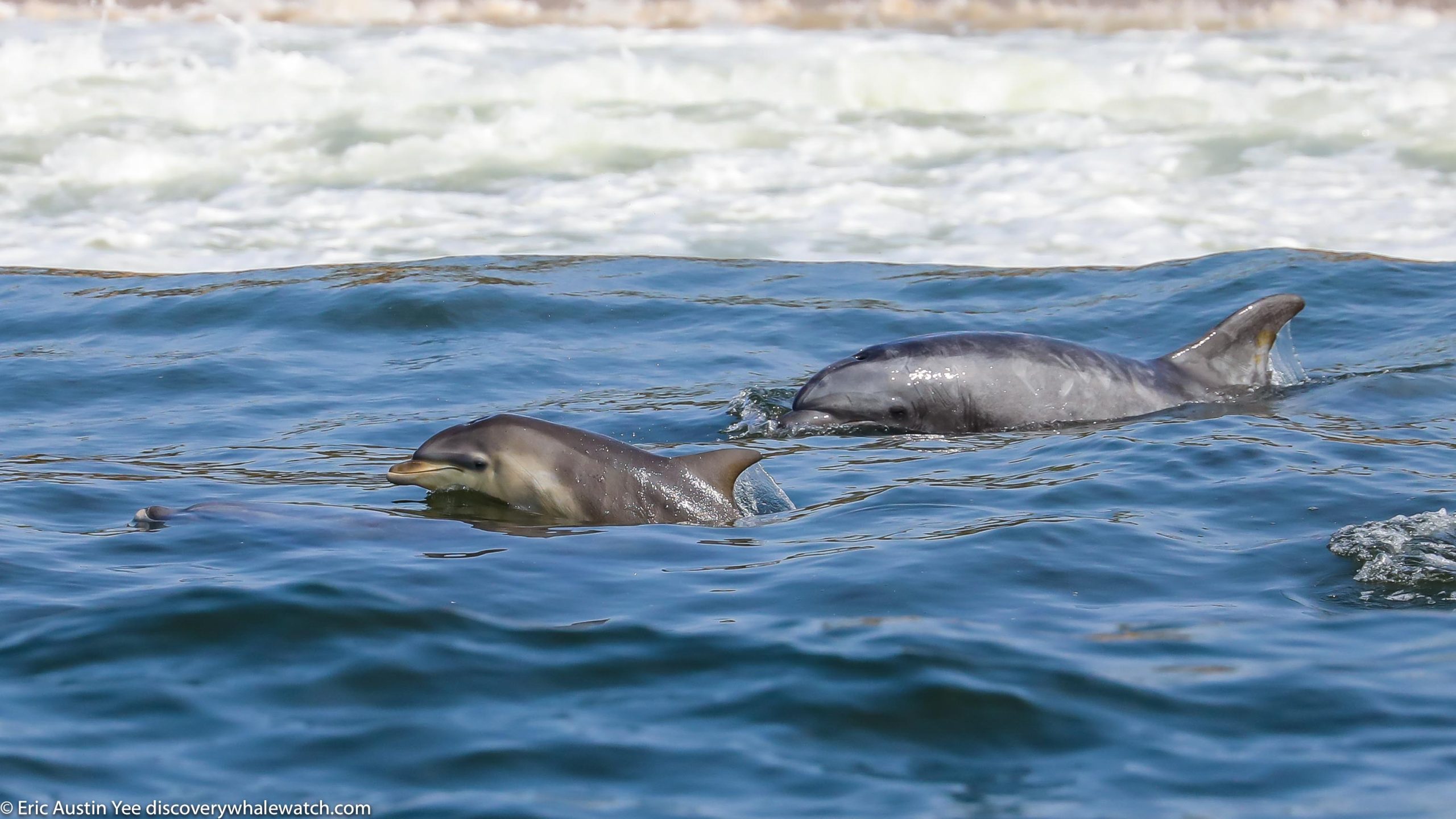 Labor Day Weekend Trip Reports!!! – Discovery Whale Watch