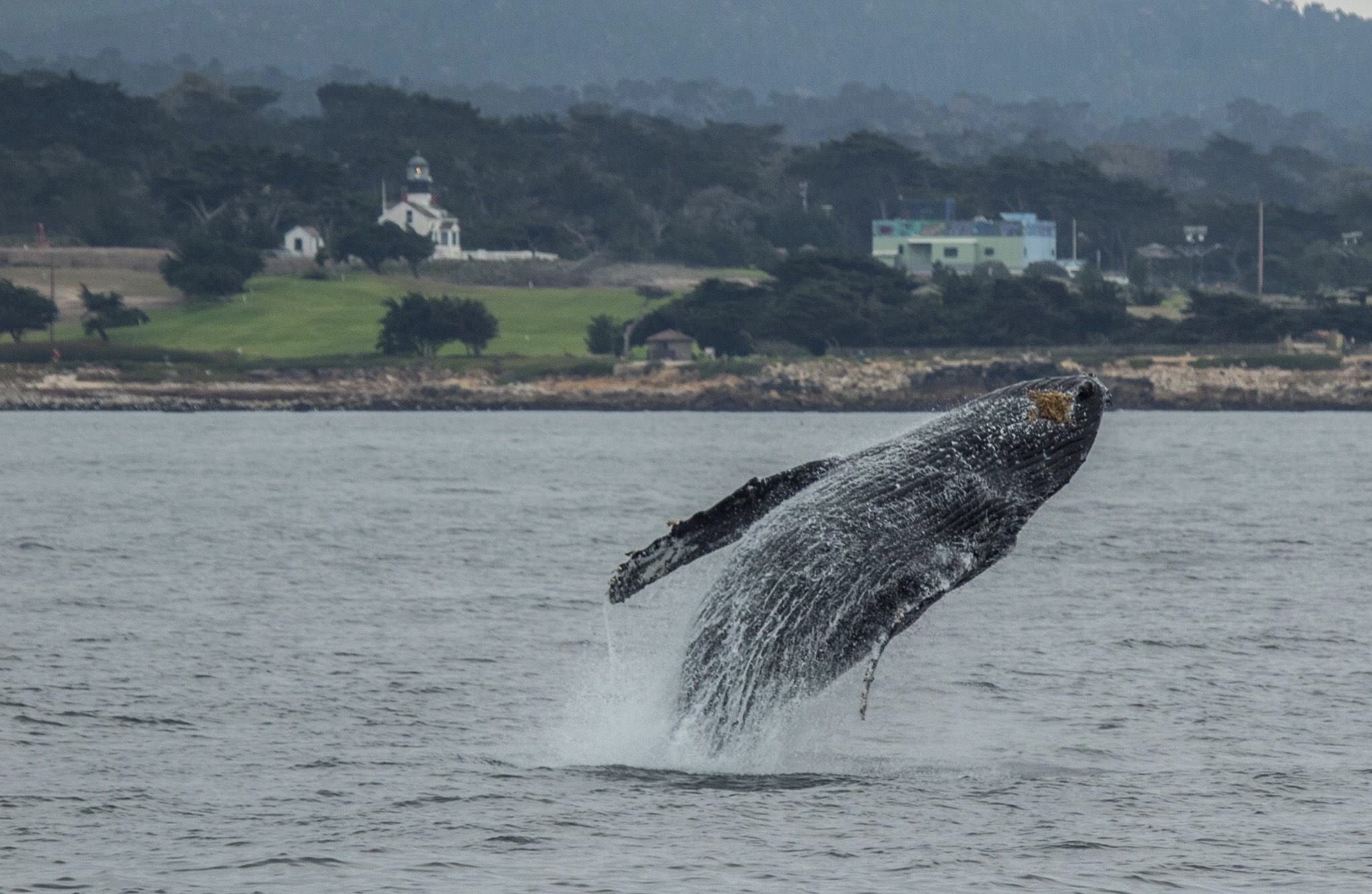 blue whales breaching