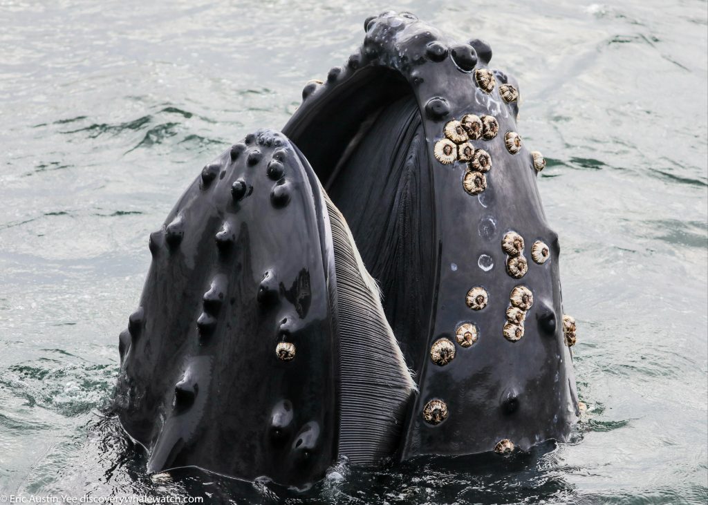 humpback whale teddy