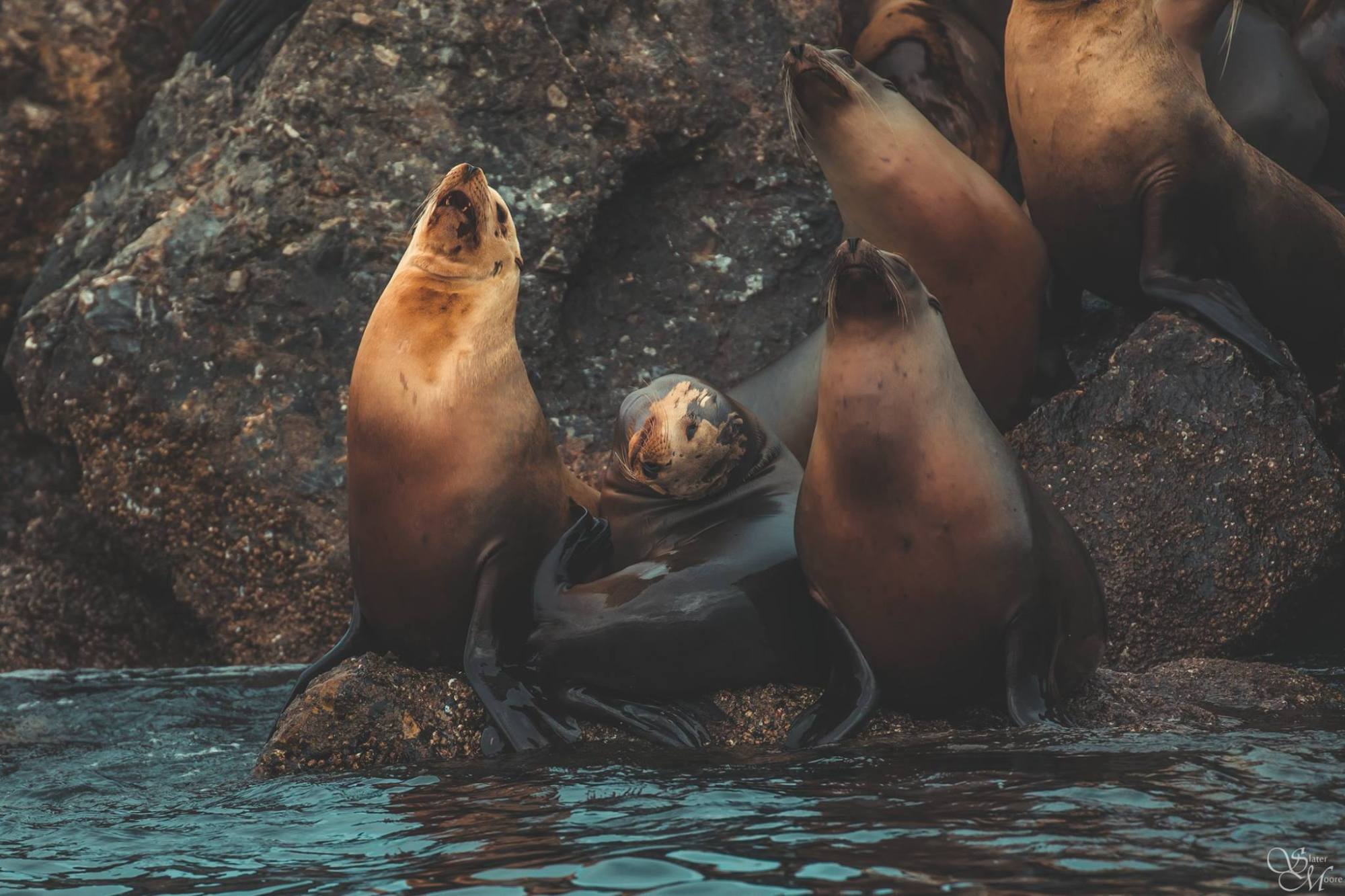 17880772_1445363345537805_8819477356927297286_o a seal swimming in the water