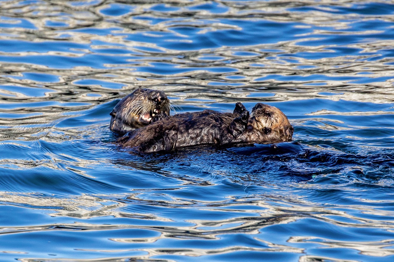4P3A7801 a dog swimming in a body of water