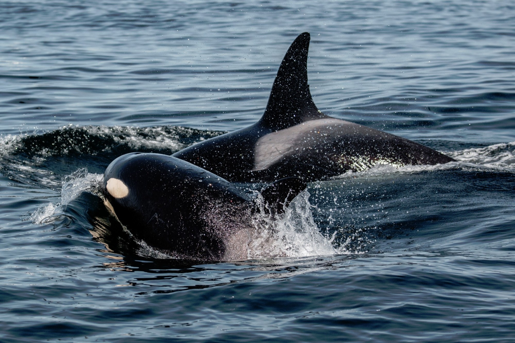 a dolphin jumping out of the water