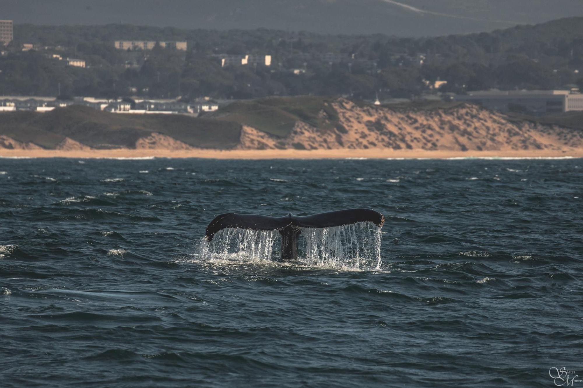 a body of water with a mountain in the background