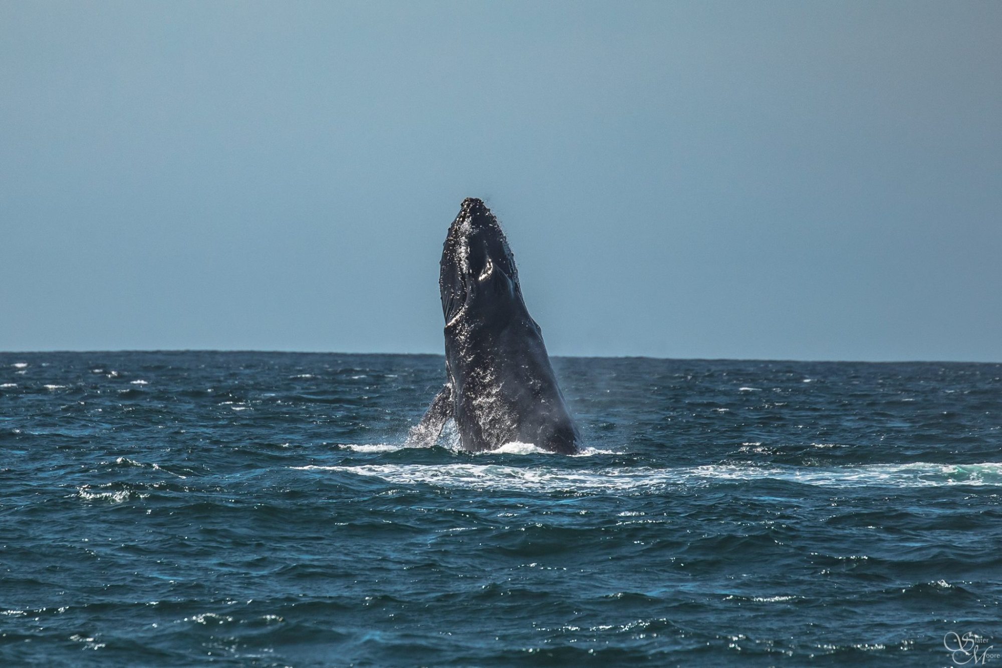 17835190_1443921085682031_3396578762657633417_o a whale jumping out of the water