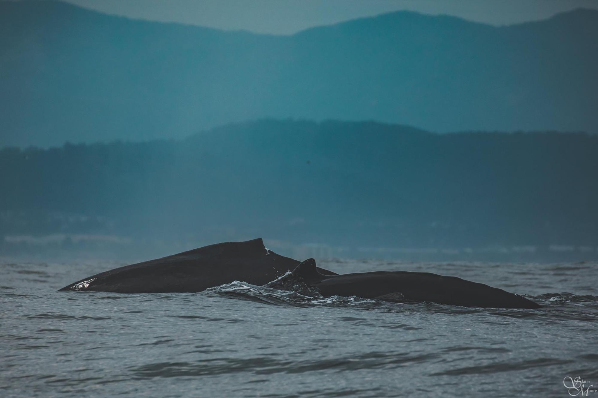 a large body of water with a mountain in the background