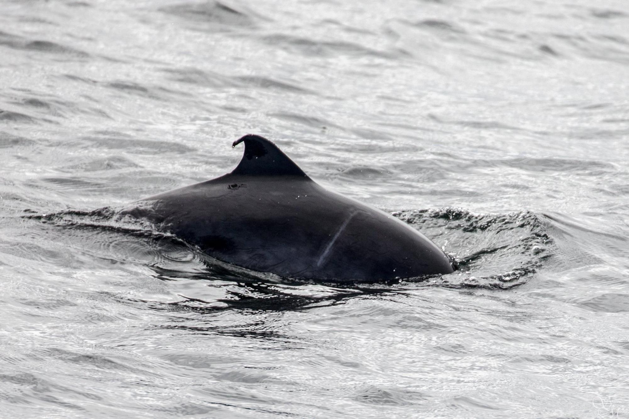 a bird sitting on top of a wave in the ocean