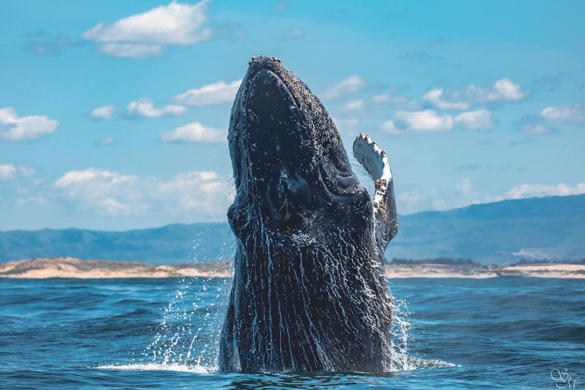 17880731_1450008748406598_6226684689895793909_o animal on the water