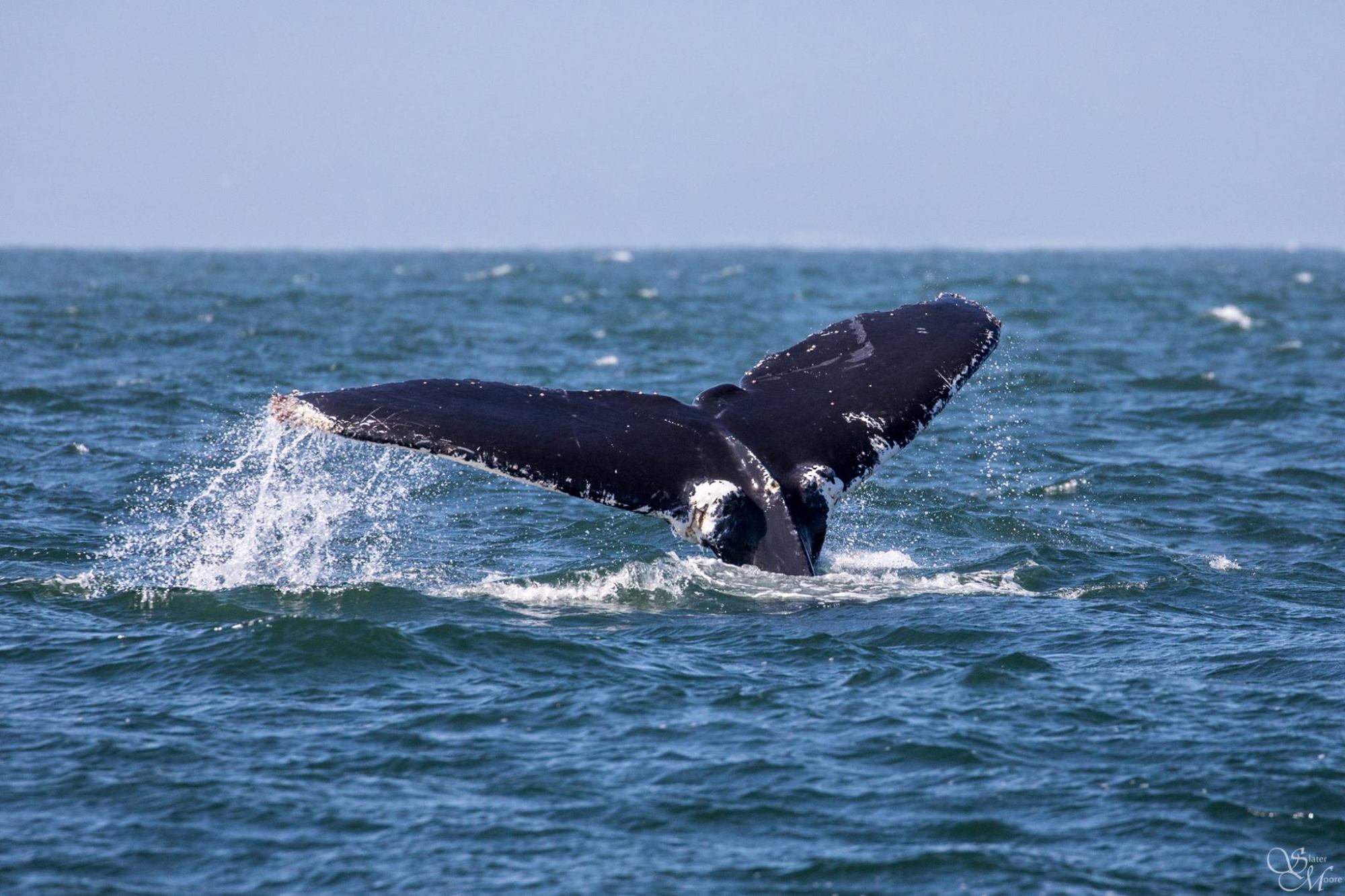 18193007_1471711602902979_8661739501329128427_o a whale jumping out of the water