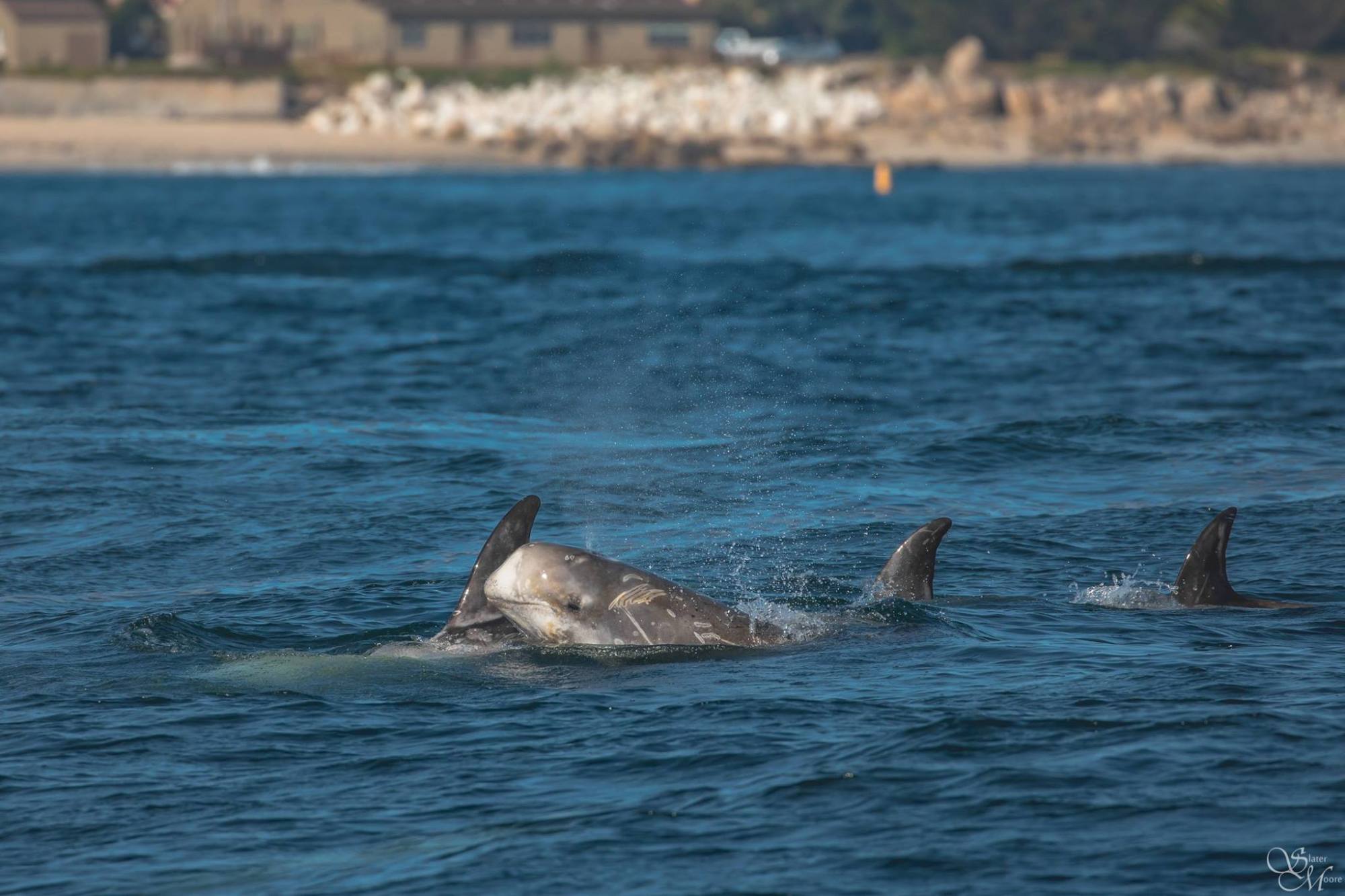 a bird flying over a body of water