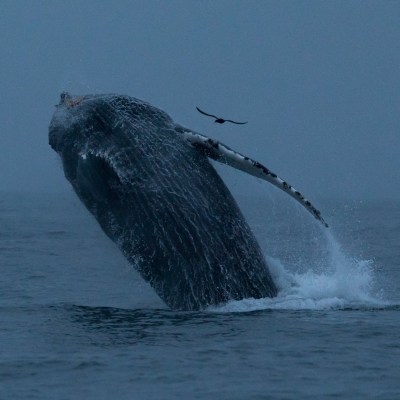 a whale jumping out of the water