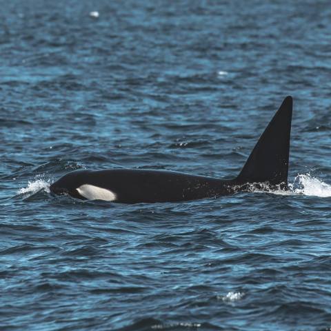 an animal swimming in the water