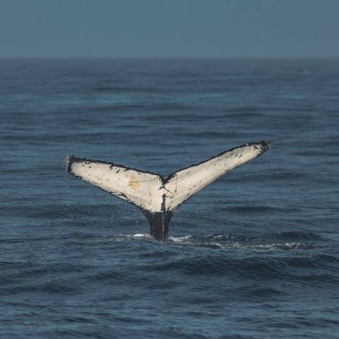 a whale jumping out of the water