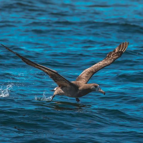 a bird flying over a body of water