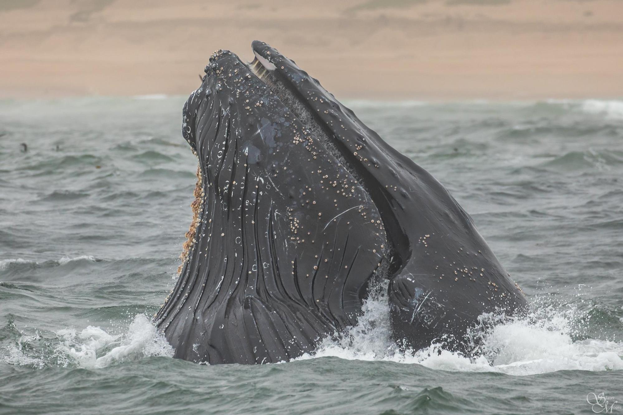a man riding a wave on top of a body of water
