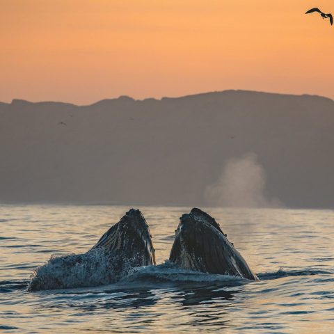 a large body of water with a mountain in the background