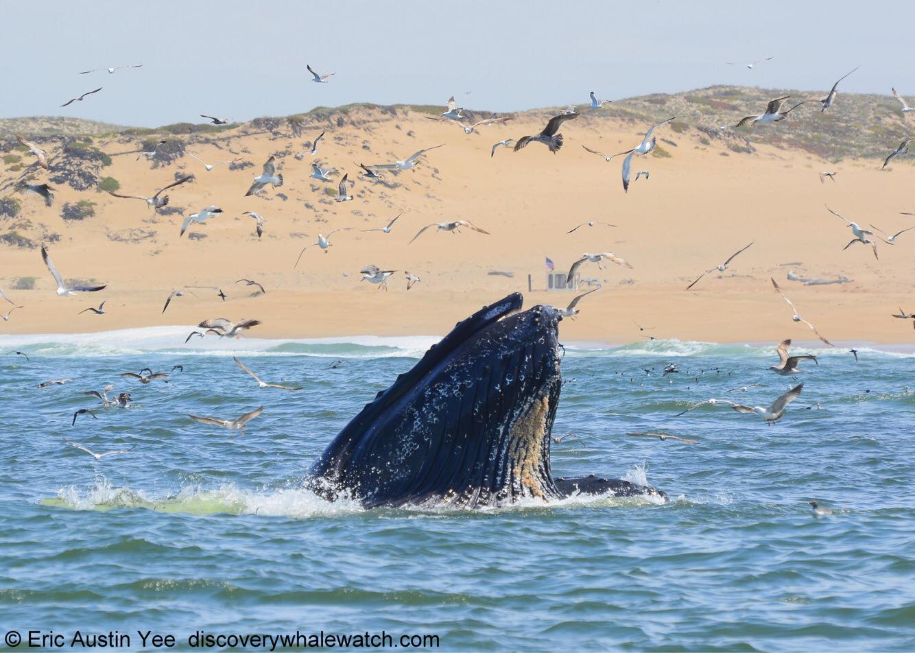 a flock of seagulls flying over a body of water