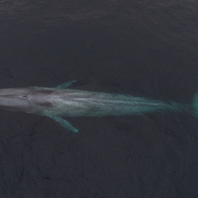 a fish swimming under water